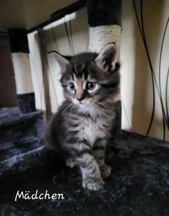 Maine Coon Kitten