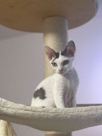 Devon Rex Kitten