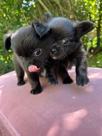 Wunderschöne Chihuahuawelpen reinrassig