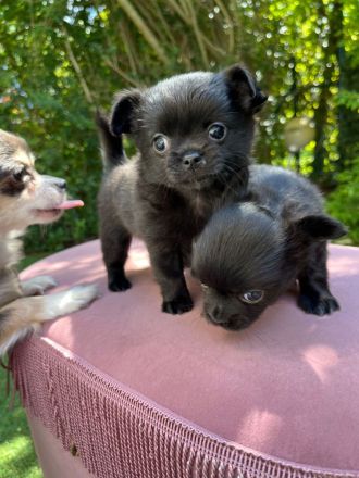 Wunderschöne Chihuahuawelpen reinrassig