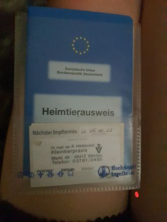 Altdeutscher Hütehund