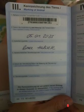 Altdeutscher Hütehund