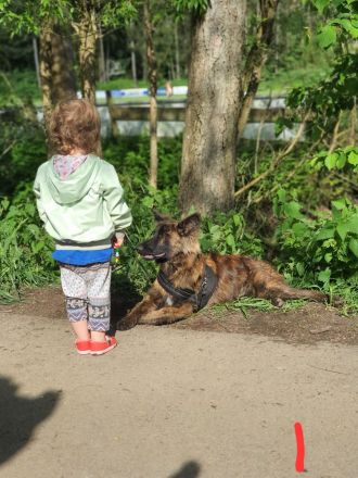 Altdeutscher Hütehund