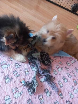 Yorkshire Terrier Pomeranian Spitz  Mix