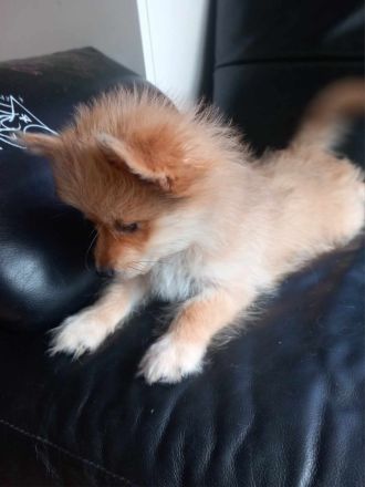 Yorkshire Terrier Pomeranian Spitz  Mix