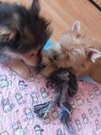 Yorkshire Terrier Pomeranian Spitz  Mix