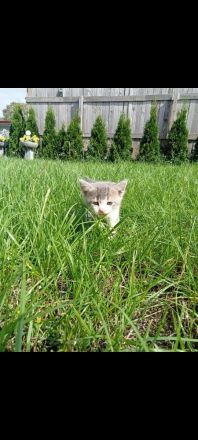 Katzen suchen neue Zuhause