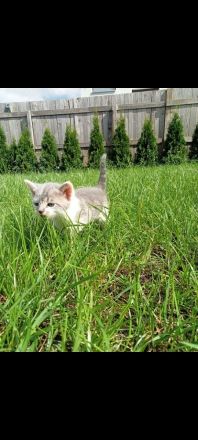 Katzen suchen neue Zuhause