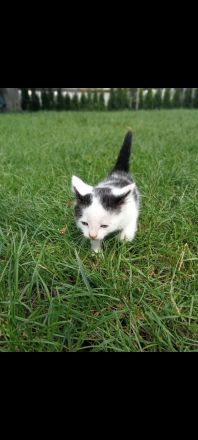 Katzen suchen neue Zuhause