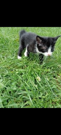 Katzen suchen neue Zuhause