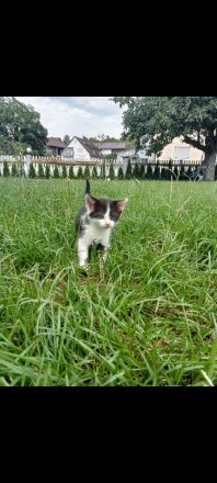 Katzen suchen neue Zuhause