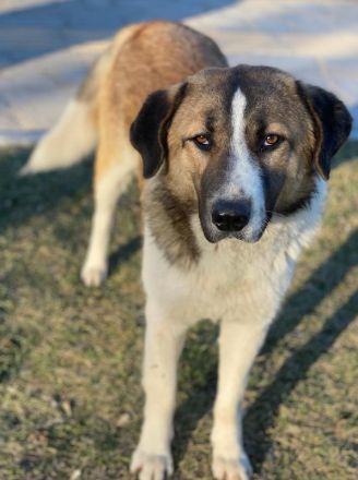 Anxton, geb. ca. 02/2022, lebt in GRIECHENLAND, im städt. Tierheim Serres