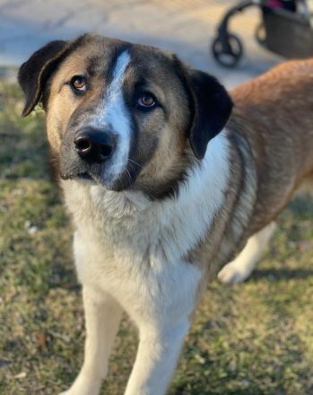 Anxton, geb. ca. 02/2022, lebt in GRIECHENLAND, im städt. Tierheim Serres