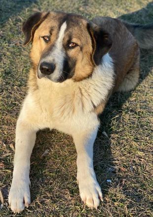 Anxton, geb. ca. 02/2022, lebt in GRIECHENLAND, im städt. Tierheim Serres