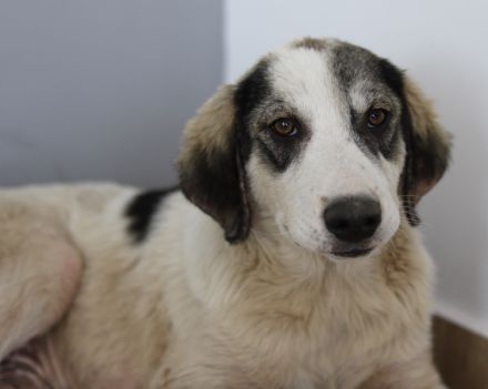 Tristan, geb. ca. 05/2022, lebt in GRIECHENLAND, auf einer privaten Pflegestelle