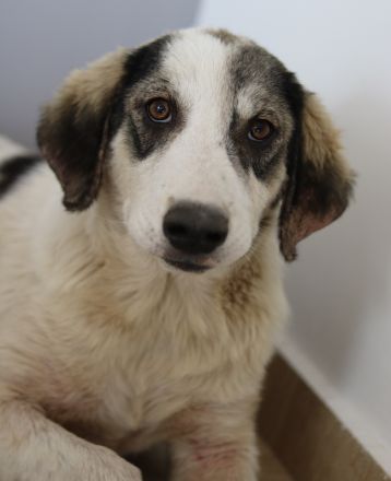 Tristan, geb. ca. 05/2022, lebt in GRIECHENLAND, auf einer privaten Pflegestelle