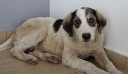 Tristan, geb. ca. 05/2022, lebt in GRIECHENLAND, auf einer privaten Pflegestelle