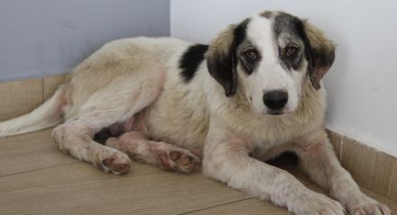 Tristan, geb. ca. 05/2022, lebt in GRIECHENLAND, auf einer privaten Pflegestelle