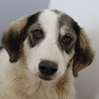 Tristan, geb. ca. 05/2022, lebt in GRIECHENLAND, auf einer privaten Pflegestelle