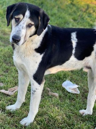 Timos, geb. ca. 01/2019, lebt in GRIECHENLAND, auf einem Gelände