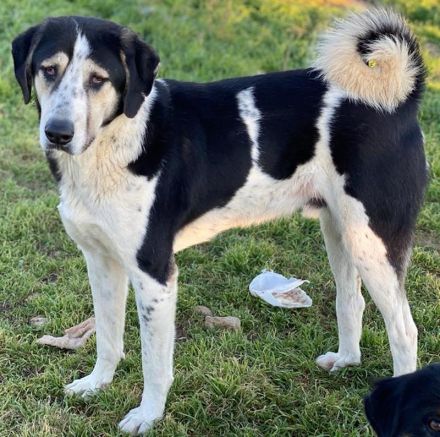 Timos, geb. ca. 01/2019, lebt in GRIECHENLAND, auf einem Gelände