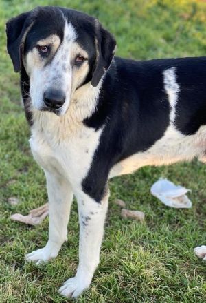 Timos, geb. ca. 01/2019, lebt in GRIECHENLAND, auf einem Gelände