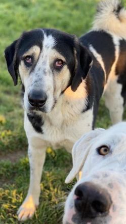 Timos, geb. ca. 01/2019, lebt in GRIECHENLAND, auf einem Gelände