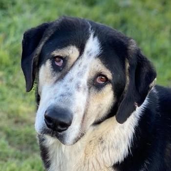 Timos, geb. ca. 01/2019, lebt in GRIECHENLAND, auf einem Gelände