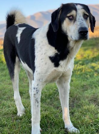 Timos, geb. ca. 01/2019, lebt in GRIECHENLAND, auf einem Gelände