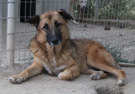 Thumper, geb. ca. 01/2022, lebt in GRIECHENLAND, im städt. Tierheim Serres