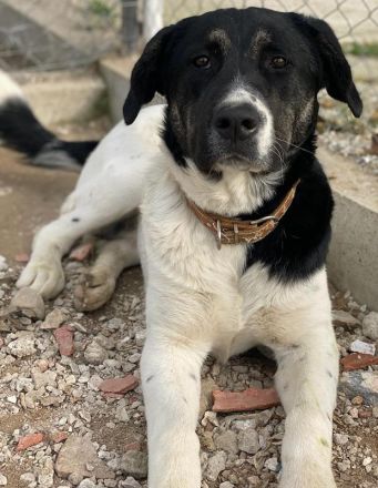 Thanio, geb. ca. 06/2020, lebt in GRIECHENLAND, im städt. Tierheim Serres