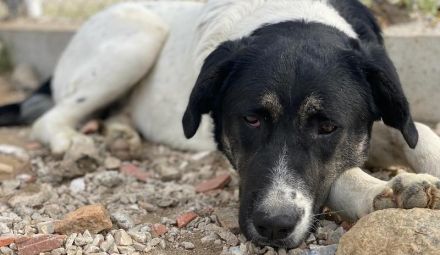 Thanio, geb. ca. 06/2020, lebt in GRIECHENLAND, im städt. Tierheim Serres