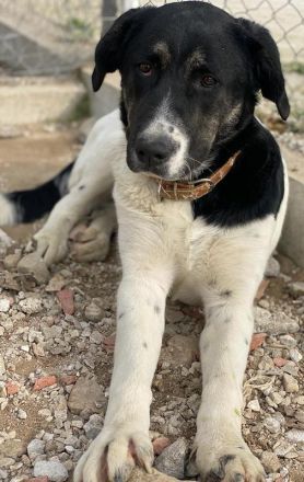 Thanio, geb. ca. 06/2020, lebt in GRIECHENLAND, im städt. Tierheim Serres