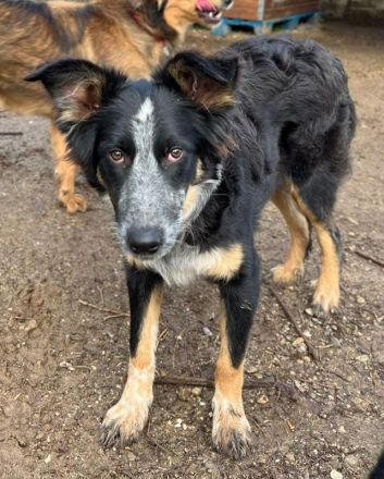 Talom, geb. ca. 03/2022, lebt in GRIECHENLAND, auf einer privaten Pflegestelle