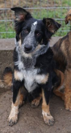 Talom, geb. ca. 03/2022, lebt in GRIECHENLAND, auf einer privaten Pflegestelle