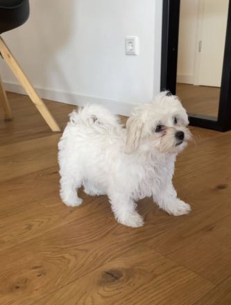 Malteser/Bichon Mischlinge Welpe