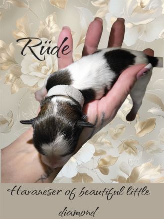 Reinrassige Havaneser Welpen mit Ahnentafel/Gesundheitszeugnis