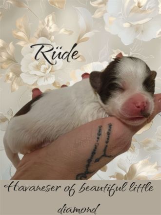 Reinrassige Havaneser Welpen mit Ahnentafel/Gesundheitszeugnis