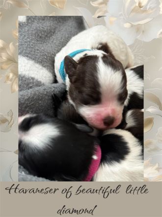 Reinrassige Havaneser Welpen mit Ahnentafel/Gesundheitszeugnis