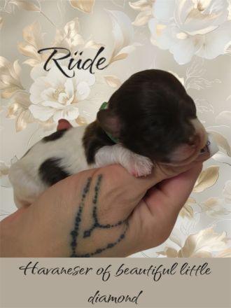 Reinrassige Havaneser Welpen mit Ahnentafel/Gesundheitszeugnis