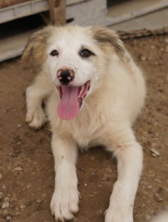 Eika, geb. ca. 02/2023, lebt in GRIECHENLAND, im städt. Tierheim Serres