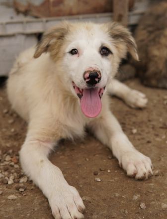 Eika, geb. ca. 02/2023, lebt in GRIECHENLAND, im städt. Tierheim Serres