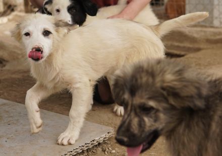 Eika, geb. ca. 02/2023, lebt in GRIECHENLAND, im städt. Tierheim Serres