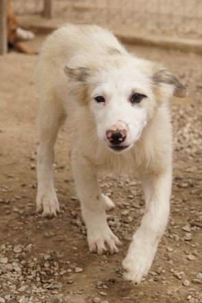 Eika, geb. ca. 02/2023, lebt in GRIECHENLAND, im städt. Tierheim Serres