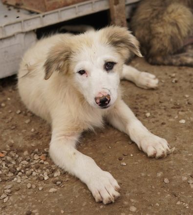 Eika, geb. ca. 02/2023, lebt in GRIECHENLAND, im städt. Tierheim Serres