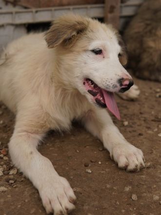 Eika, geb. ca. 02/2023, lebt in GRIECHENLAND, im städt. Tierheim Serres