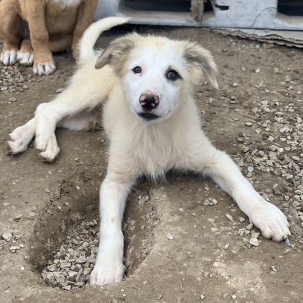 Eika, geb. ca. 02/2023, lebt in GRIECHENLAND, im städt. Tierheim Serres