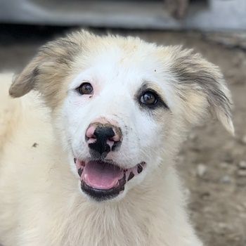 Eika, geb. ca. 02/2023, lebt in GRIECHENLAND, im städt. Tierheim Serres