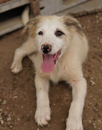 Eika, geb. ca. 02/2023, lebt in GRIECHENLAND, im städt. Tierheim Serres