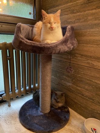 Einzeln oder paarweise suchen nach Dosenöffner